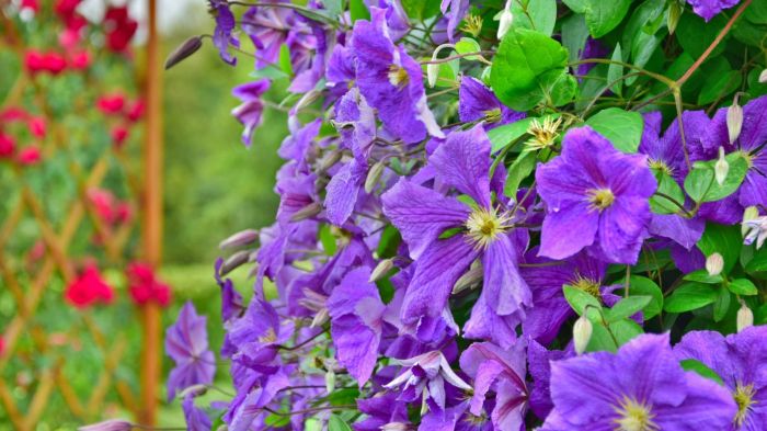 Vine plant with purple flowers