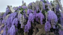 Vine plant with purple flowers