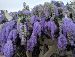 Vine Plant with Purple Flowers A Gardeners Guide