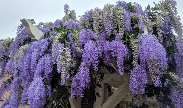 Vine plant with purple flowers